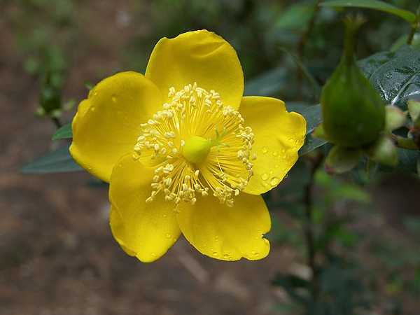Anemone Flower
