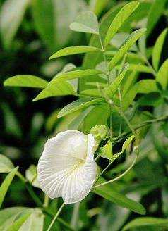 Aparajita Flower