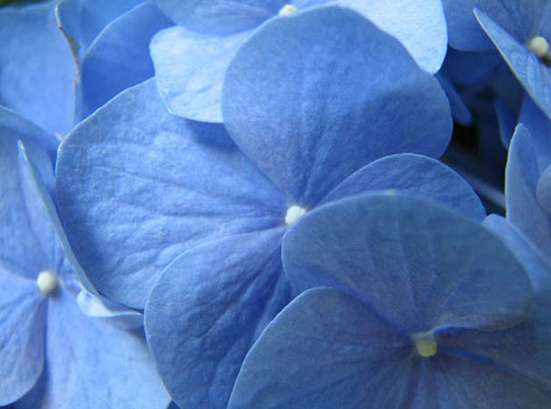 Snowball Flower