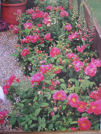 Rose Flower