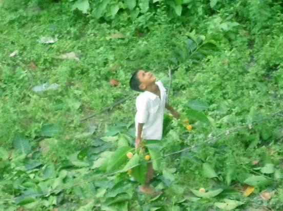 Kadam Flower