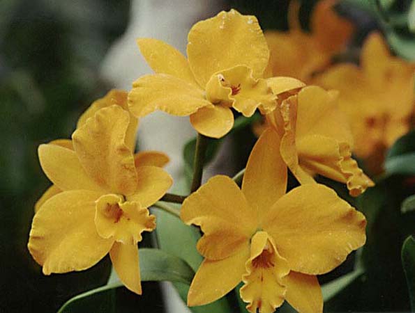 Orchid Flower