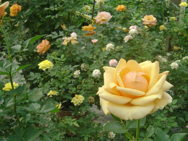 Rose Flower