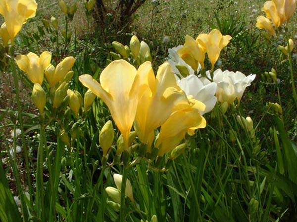 Freesia Flower