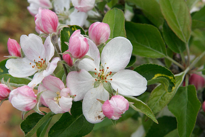 Apple Blossom (Pyrus coronaria)