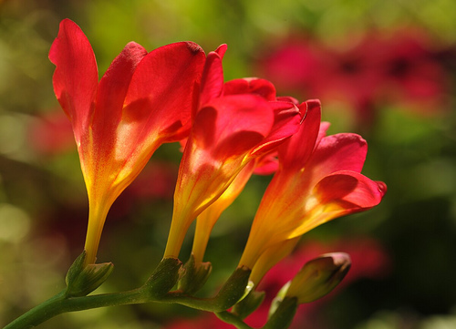 Freesia Flower