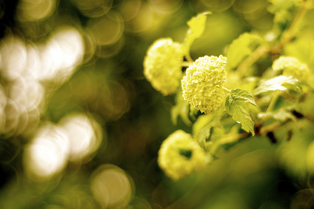 Snowball Flower