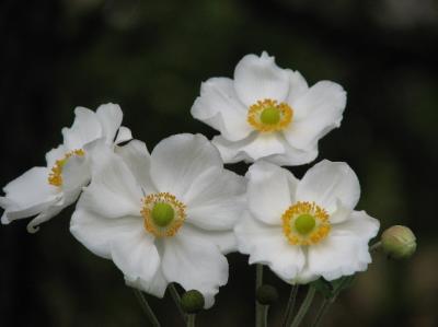 Anemone Flower